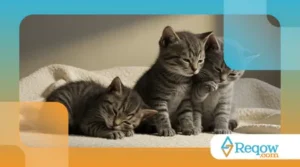 Como Identificar e Tratar Alergias em Gatos