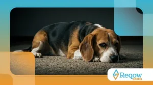 Como Identificar e Tratar Problemas de Pele em Cães