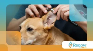 Como Limpar os Ouvidos do Seu Pet de Forma Segura
