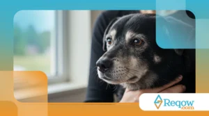 Cuidados com Pets Idosos: Como Ajudar o Seu a Envelhecer com Saúde