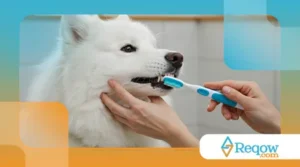 Cuidados com a Saúde Bucal do Seu Cachorro