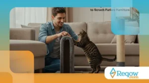 Dicas para Ensinar o Seu Gato a Não Arranhar os Móveis