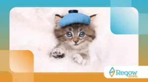 Doenças Cardíacas em Gatos: O Que Você Precisa Saber