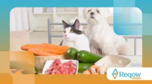 Os 7 Erros Mais Comuns na Alimentação de Cães e Gatos