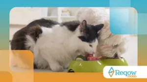 Os Melhores Petiscos Naturais para Cães e Gatos