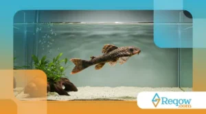 Peixes Que Podem Ser Criados Sem Filtro e Oxigenação: Quais São e Como Cuidar?