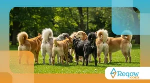 Por que os Cachorros Cheiram o Traseiro dos Outros Cães?