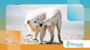 Por que os Cachorros Perseguem o Próprio Rabo?