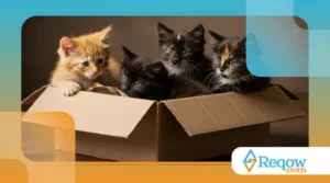 Por que os Gatos Adoram Caixas? Entenda o Fascínio