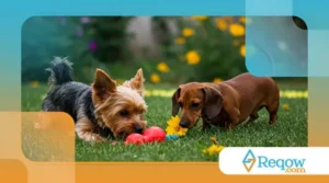Cães enxergam cores? O que eles realmente veem do mundo ao redor