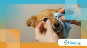 Como Limpar os Olhos do Seu Cachorro com Segurança (e Quando É Sinal de Alerta)