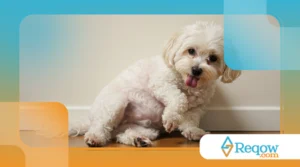 Meu cachorro está se lambendo demais: comportamento comum ou problema de saúde?