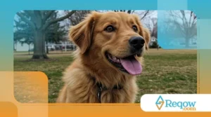 Meu cachorro quer “montar” em tudo: comportamento sexual, dominância ou ansiedade?