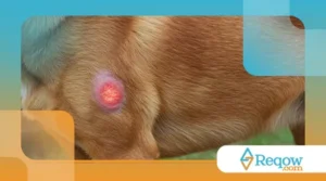 Como Identificar e Tratar Problemas de Articulação em Cães