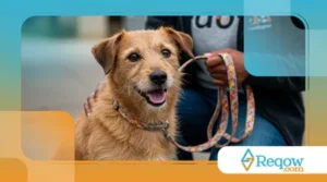 Como reverter o hábito de destruição em pets adotados com traumas anteriores