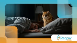 Meu gato me acorda de madrugada todos os dias: por quê e como reeducá-lo?