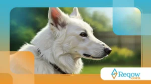 Qual escova de pelo usar em cada tipo de animal doméstico? Um guia completo por tipo de pelo