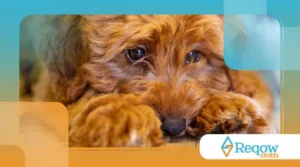 5 atitudes que afetam o emocional do seu pet e como evitar