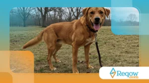Como alguns pets “sabem” a hora que o tutor vai chegar, mesmo sem relógio?