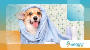 Quantos banhos por mês são recomendados para um cachorro de pelo curto?