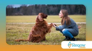 Adestramento para cães surdos: como usar sinais visuais e vibração para se comunicar