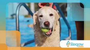 comandos complexos a cães inteligentes