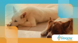 ensinando o cachorro a ficar sozinho sem sofrimento