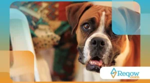 Pets que se escondem ao ouvir barulhos altos: como dessensibilizar com segurança