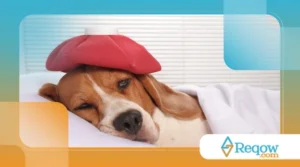 Como identificar dor em pets que não demonstram sintomas visíveis