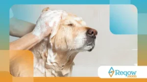 Como criar um cronograma de banho para cães de pelo curto e longo