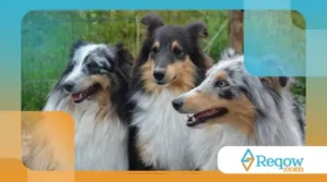 Como prevenir problemas articulares em cães de grande porte