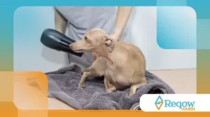 acostumar o cão ao secador após o banho