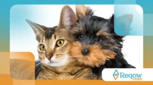 Comportamentos bizarros dos pets