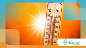 Cuidados essenciais com cães durante ondas de calor