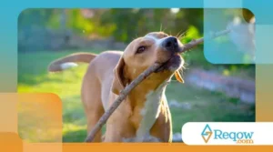 Por que o pet “finge” desobediência? Quando não é teimosia, mas falha de comunicação