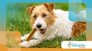 Como prevenir e tratar assaduras em cães ativos