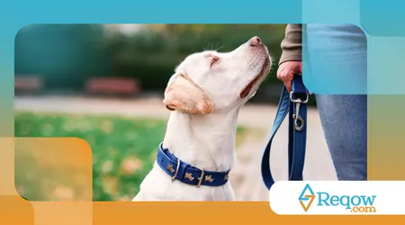 Como ensinar o cão a respeitar outros animais na rua