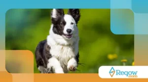 evitar lesões em cães que correm muito