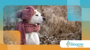 Como acostumar o cachorro a usar roupinhas no inverno