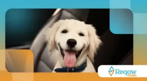 Dicas para ensinar o cão a entrar e sair do carro com calma