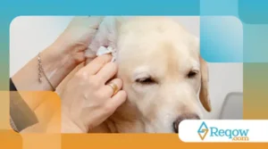 Escolhendo o Melhor Protetor Auricular para Cães e Garantindo o Ajuste Ideal