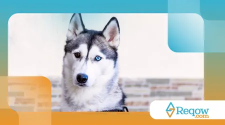 Por que alguns cães têm olhos de cores diferentes