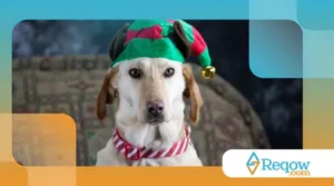 Por que a creche para cães no fim de ano é a melhor opção para tutores que vão viajar