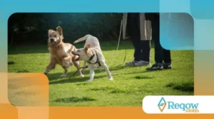 Jogos de olfato para estimular a mente do cão