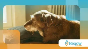 Raças de cães que mudam de cor ao envelhecer