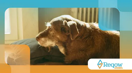 Raças de cães que mudam de cor ao envelhecer