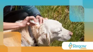 Como evitar queimaduras solares em cães de pelo claro