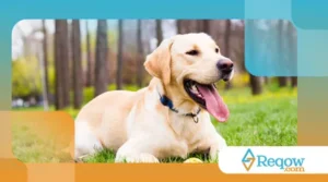 Como reconhecer quando o cão está mentalmente esgotado