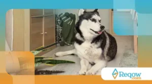 excesso de poeira dentro de casa