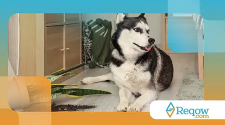 Como proteger o cão do excesso de poeira dentro de casa